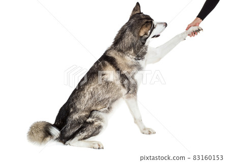 Alaskan Malamute sitting in front of white background Alaskan Malamute sitting in front of white background 83160153