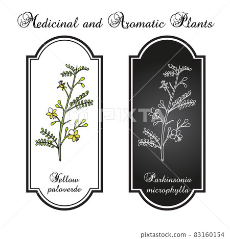 Yellow palo verde or little-leaved paloverde Parkinsonia microphylla , edible and ornamental plant Yellow palo verde or little-leaved paloverde Parkinsonia microphylla , edible and ornamental plant 83160154