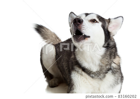 Alaskan Malamute sitting in front of white background Alaskan Malamute sitting in front of white background 83160202