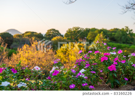 藍天下能古島公園的大波斯菊秋景 藍天下能古島公園的大波斯菊秋景 83160226