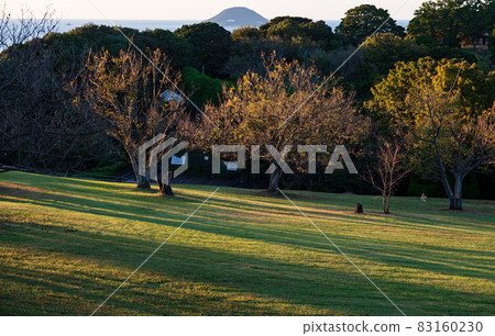 Autumn scenery of cosmos blooming in Nokonoshima Island Park in the blue sky Autumn scenery of cosmos blooming in Nokonoshima Island Park in the blue sky 83160230