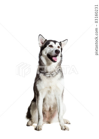 Alaskan Malamute sitting in front of the camera, isolated on white Alaskan Malamute sitting in front of the camera, isolated on white 83160231