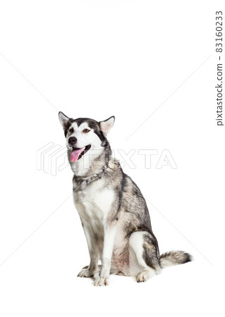 Alaskan Malamute sitting in front of the camera, isolated on white Alaskan Malamute sitting in front of the camera, isolated on white 83160233