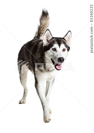 Alaskan Malamute standing, sticking the tongue out, isolated on white Alaskan Malamute standing, sticking the tongue out, isolated on white 83160235