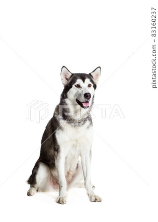 Alaskan Malamute sitting in front of the camera, isolated on white Alaskan Malamute sitting in front of the camera, isolated on white 83160237