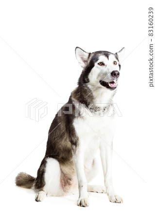 Alaskan Malamute sitting in front of the camera, isolated on white Alaskan Malamute sitting in front of the camera, isolated on white 83160239