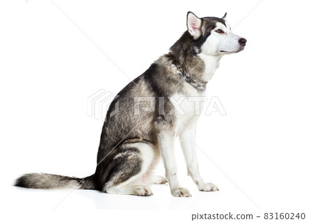 Alaskan Malamute sitting sideways, isolated on white Alaskan Malamute sitting sideways, isolated on white 83160240