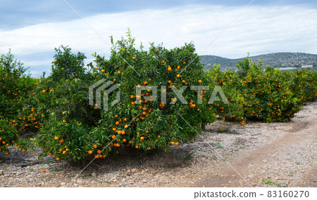 Ripe mandarin oranges on trees 83160270