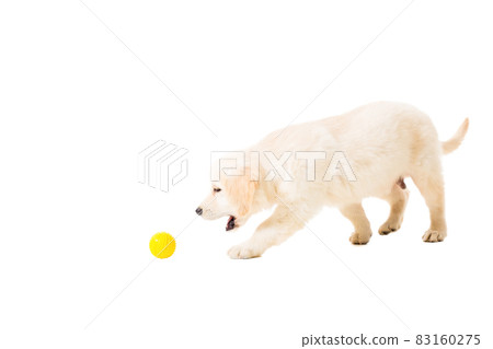 puppy golden retriever on a white background 83160275