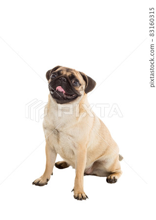 Pug dog isolated on white background 83160315