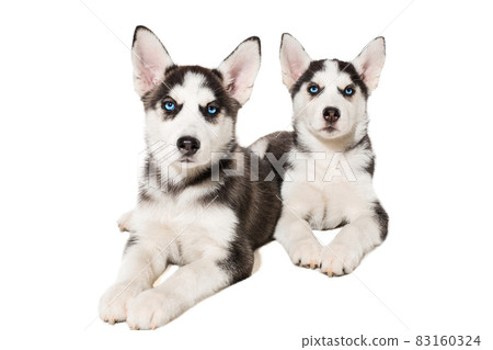 two little cute puppy of Siberian husky dog with blue eyes isolated 83160324