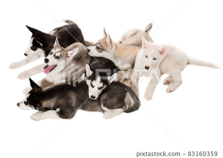 group of happy siberian husky puppies on white group of happy siberian husky puppies on white 83160359