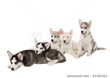 group of happy siberian husky puppies on white 83160361