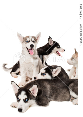 group of happy siberian husky puppies on white group of happy siberian husky puppies on white 83160363