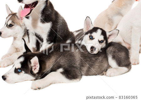 group of happy siberian husky puppies on white group of happy siberian husky puppies on white 83160365