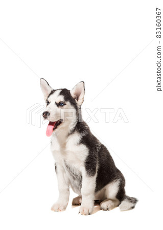 Siberian Husky puppy isolated on a white background Siberian Husky puppy isolated on a white background 83160367