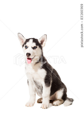 Siberian Husky puppy isolated on a white background Siberian Husky puppy isolated on a white background 83160369