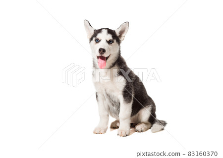 Siberian Husky puppy isolated on a white background 83160370