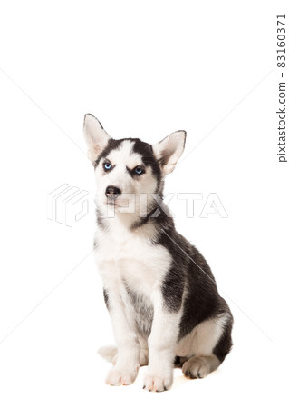 Siberian Husky puppy isolated on a white background Siberian Husky puppy isolated on a white background 83160371