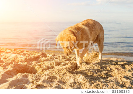 Yellow Labrador Retriever digging in the sand at a beach on a sunny day. Sun flare 83160385