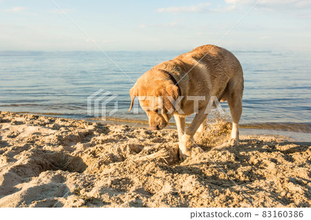 Yellow Labrador Retriever digging in the sand at a beach on a sunny day. Yellow Labrador Retriever digging in the sand at a beach on a sunny day. 83160386