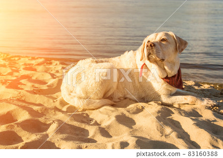 Old white dog Labrador Retriever is lying on the beach with full of sand close to river, hot and sunny summer. Sun flare Old white dog Labrador Retriever is lying on the beach with full of sand close to river, hot and sunny summer. Sun flare 83160388