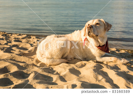 Old white dog Labrador Retriever is lying on the beach with full of sand close to river, hot and sunny summer Old white dog Labrador Retriever is lying on the beach with full of sand close to river, hot and sunny summer 83160389