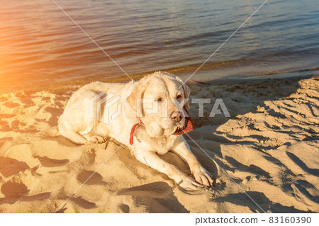 Old white dog Labrador Retriever is lying on the beach with full of sand close to river, hot and sunny summer. Sun flare Old white dog Labrador Retriever is lying on the beach with full of sand close to river, hot and sunny summer. Sun flare 83160390