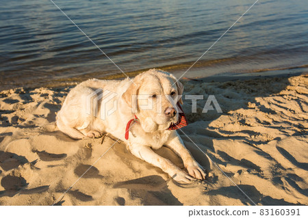 Old white dog Labrador Retriever is lying on the beach with full of sand close to river, hot and sunny summer 83160391