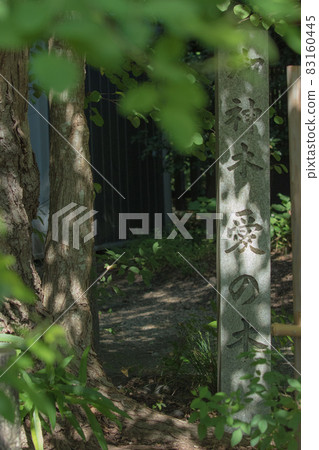 京都梨之木神社的愛情樹和石碑 京都梨之木神社的愛情樹和石碑 83160445