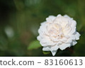 白玫瑰 83160613