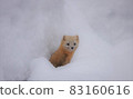 Ezokuroten從雪洞裡出來 83160616