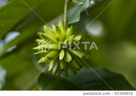 The Kanrenboku tree bears thorny fruits. The scientific name is Camptotheca acuminata. The Kanrenboku tree bears thorny fruits. The scientific name is Camptotheca acuminata. 83160858