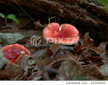 紅菇 83160884