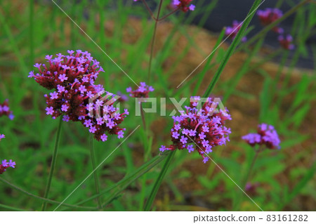 Scenery Scenery 83161282