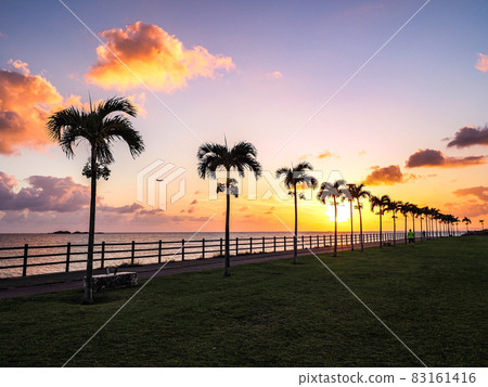 Palm tree road Palm tree road 83161416