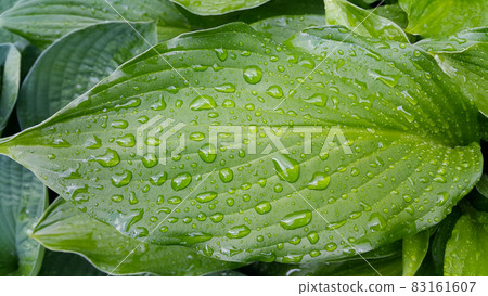 Large green hosta leaf covered with water drops Large green hosta leaf covered with water drops 83161607