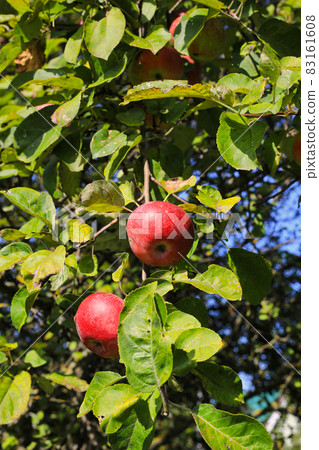 Ripe red apples on a branch in garden 83161608