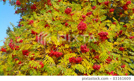 Branches of autumn rowan or mountain ash with bright red berries Branches of autumn rowan or mountain ash with bright red berries 83161609