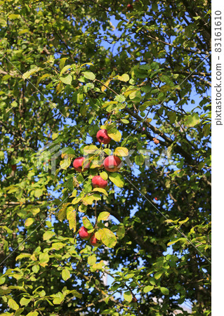 Ripe red apples on a branch in garden Ripe red apples on a branch in garden 83161610