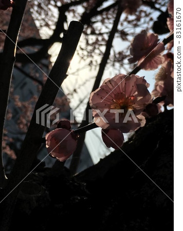 對太陽透明的梅花 對太陽透明的梅花 83161670