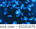 A jellyfish drifting while being lit up in blue 83161676
