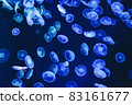 A flock of jellyfish drifting in the aquarium's aquarium 83161677