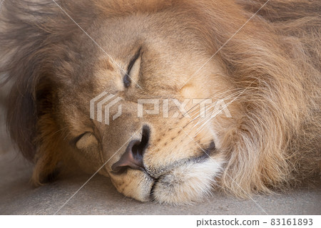 Sleeping lion Sleeping lion 83161893