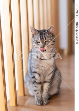 Sitting cat Sabatra cat Sitting cat Sabatra cat 83162108