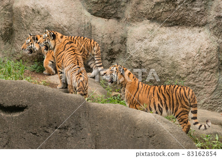 警惕的阿穆爾虎的孩子 警惕的阿穆爾虎的孩子 83162854