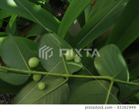 Galls of Barahata mafushi (a) Galls of Barahata mafushi (a) 83162949