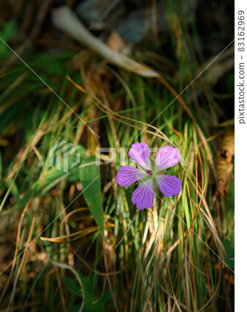 Kaifuuro blooming in the Misaka Mountains, Yamanashi Prefecture Kaifuuro blooming in the Misaka Mountains, Yamanashi Prefecture 83162969