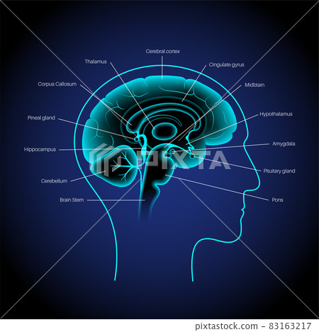 Brain 3D anatomy Brain 3D anatomy 83163217