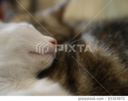 Take a bird's-eye view of the sleeping kitten leaning against the back of another cat 83163672